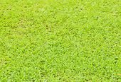 Grass