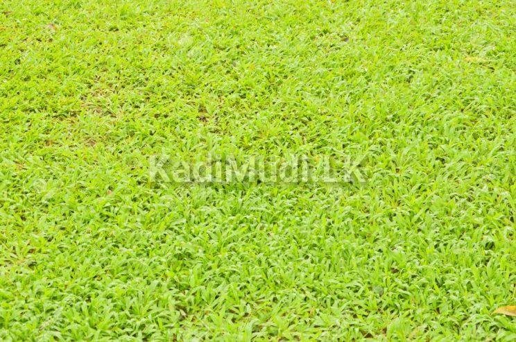 Grass