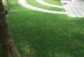 Grass