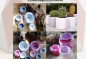 Cactus Pots