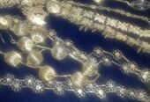 Kandyan Bridal Jewellery Set (Silver)