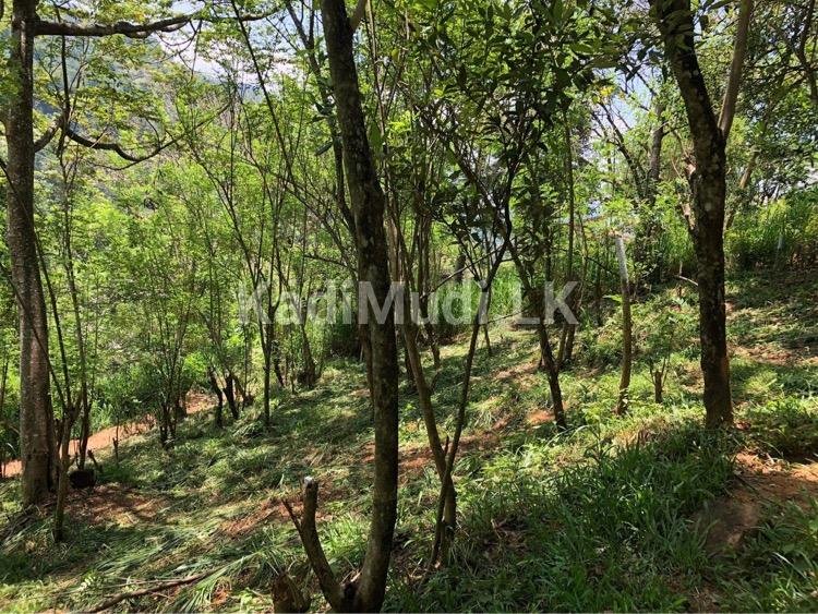 Land for Sale in Gelioya Kandy