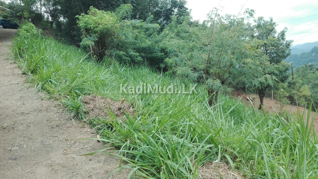 Land for Sale in Heeressagala 24.25 Perch