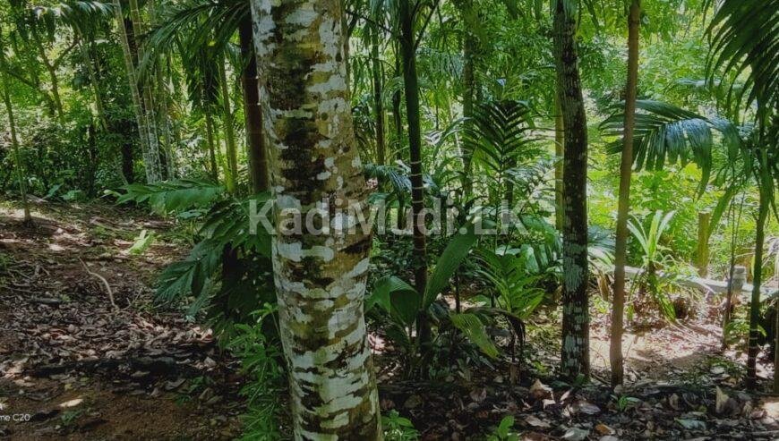 House for Sale in Homagama