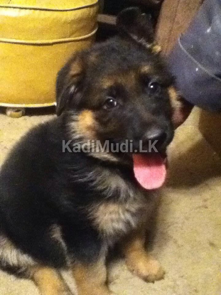 German Shepherd Puppies for Sale