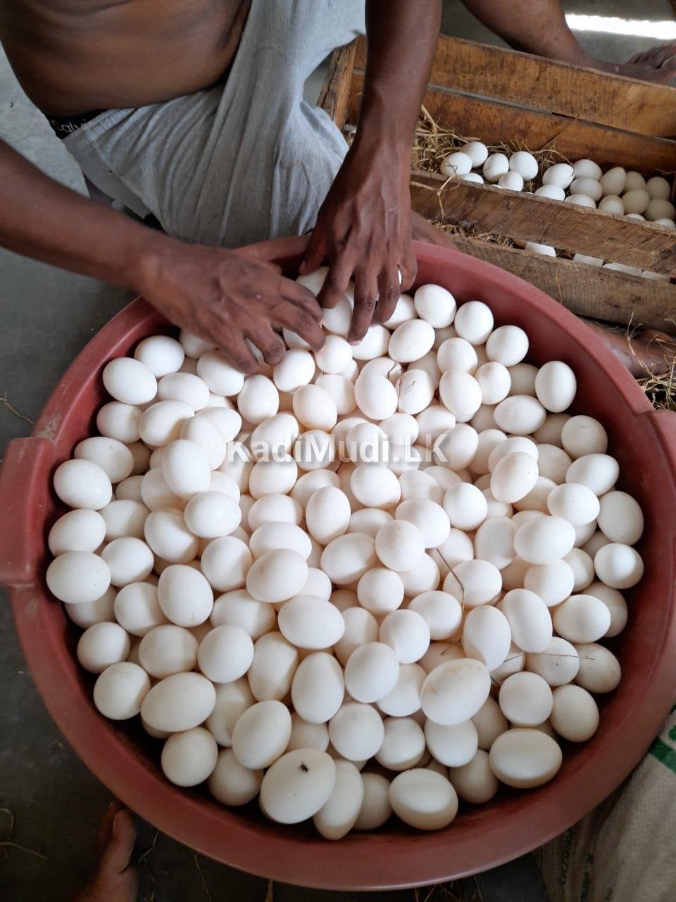 බිත්තර / Eggs for Sale