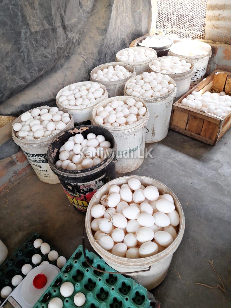 බිත්තර / Eggs for Sale