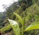Zest Natural High Grown Green Tea