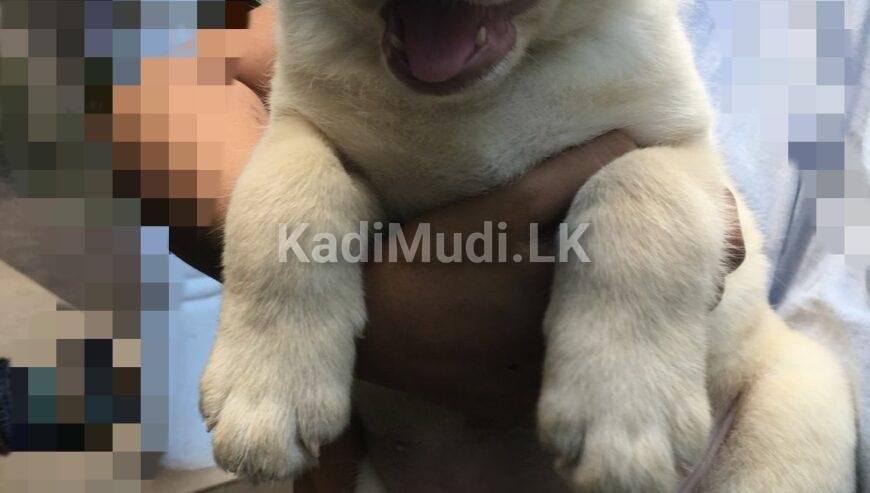Labrador Retriever Puppy for Sale