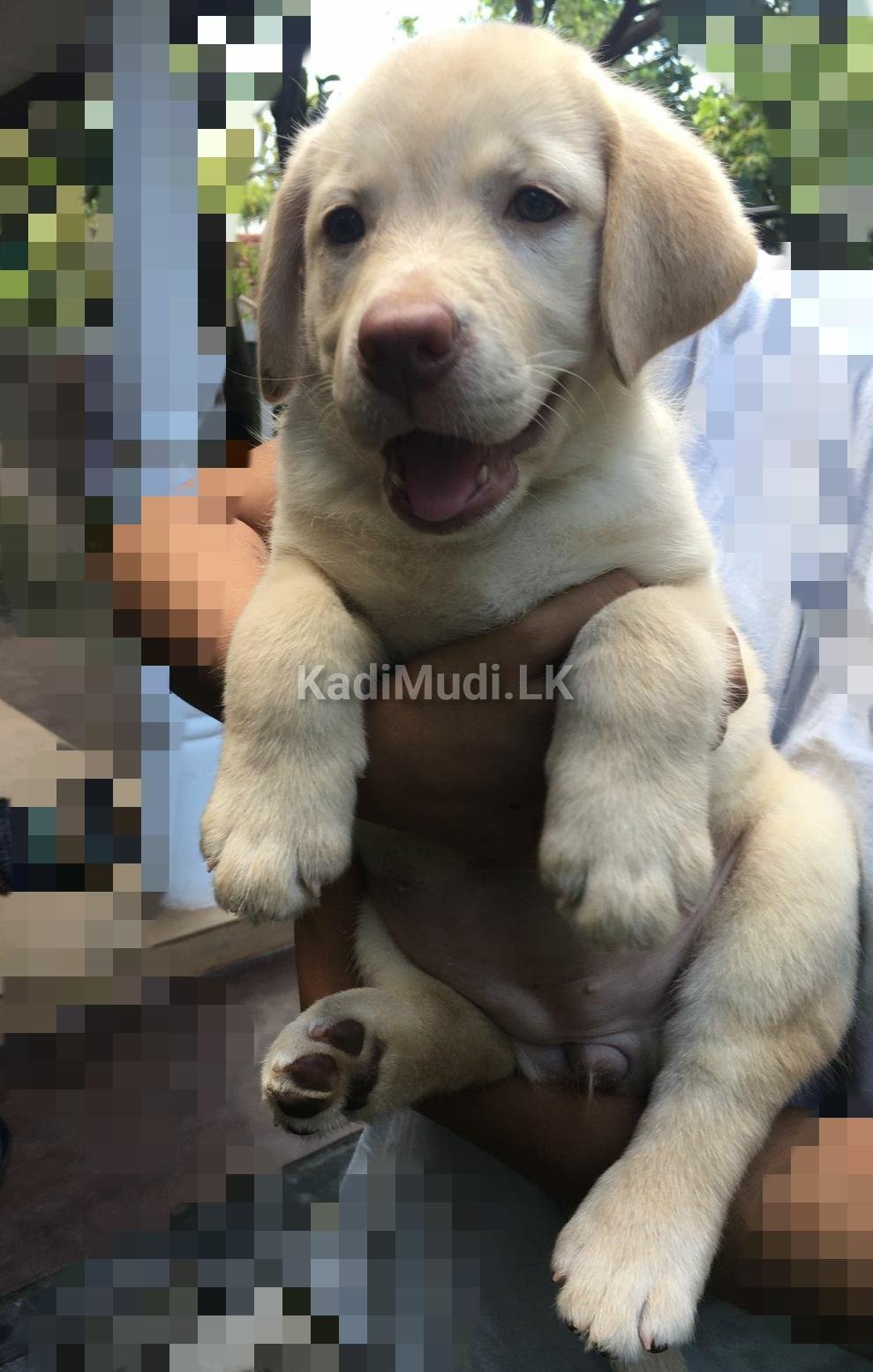 Labrador Retriever Puppy for Sale