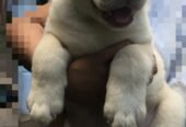 Labrador Retriever Puppy for Sale