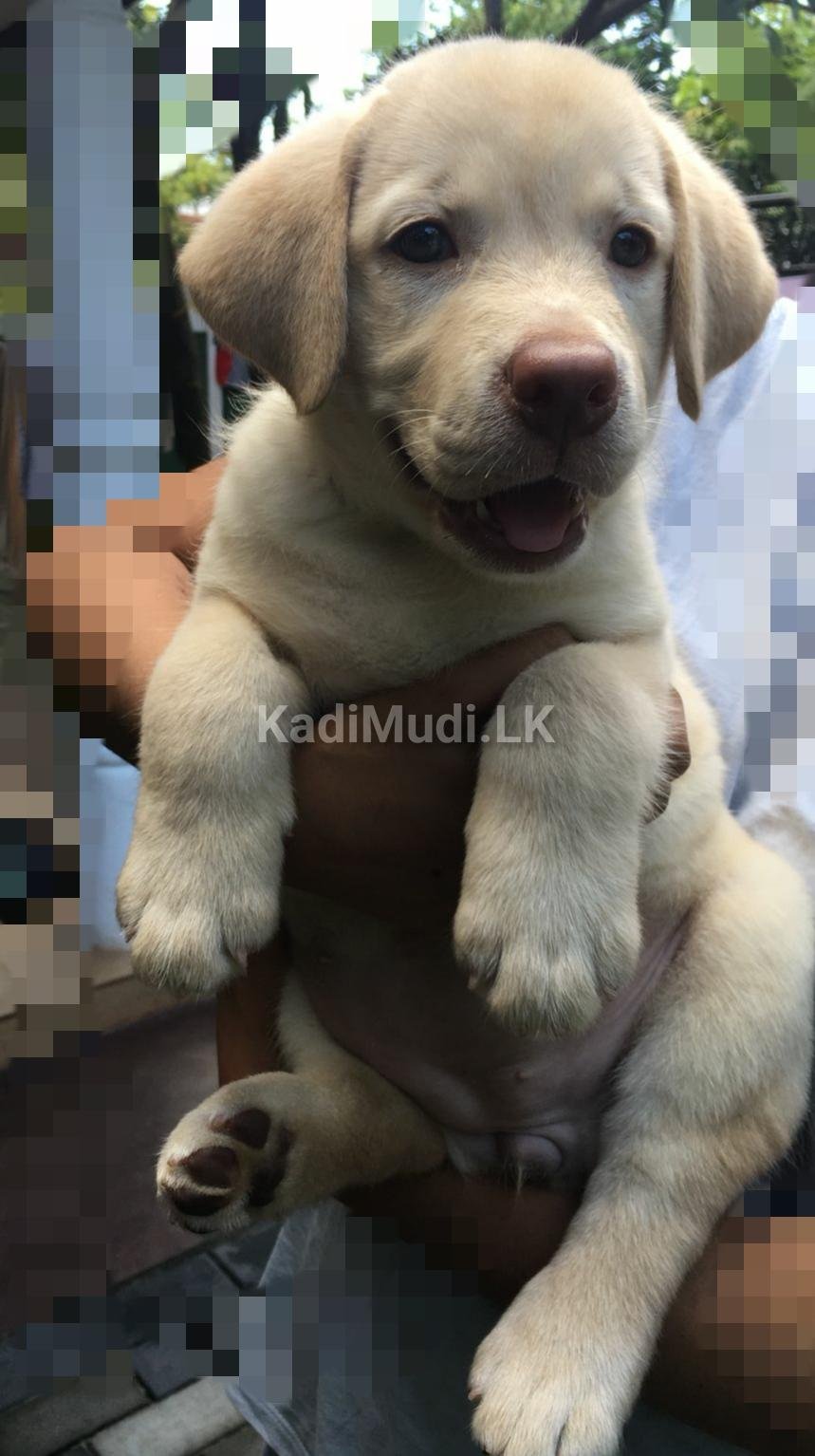 Labrador Retriever Puppy for Sale