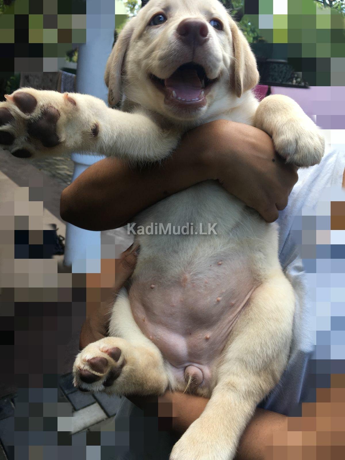Labrador Retriever Puppy for Sale