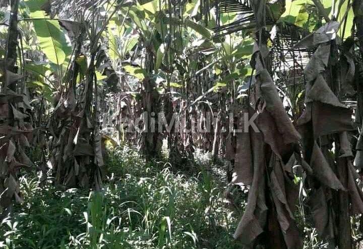 කෑගල්ල අවිස්සාවේල්ල පාරට 800m දුරින් ඉඩමක්