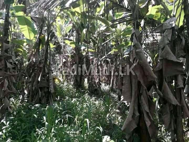 කෑගල්ල අවිස්සාවේල්ල පාරට 800m දුරින් ඉඩමක්