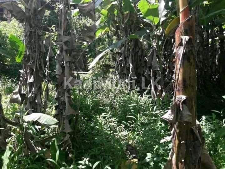 කෑගල්ල අවිස්සාවේල්ල පාරට 800m දුරින් ඉඩමක්