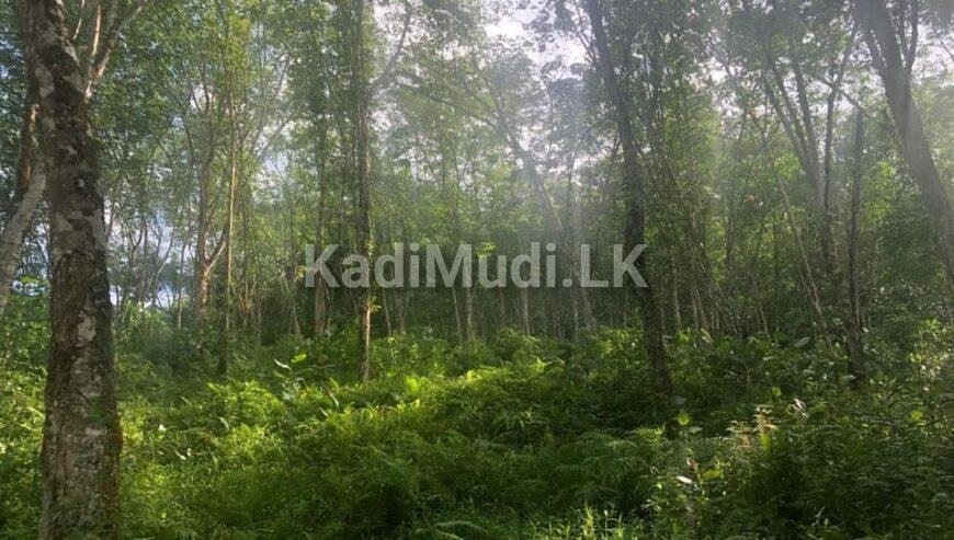 Rubber land for sale in deraniyagala