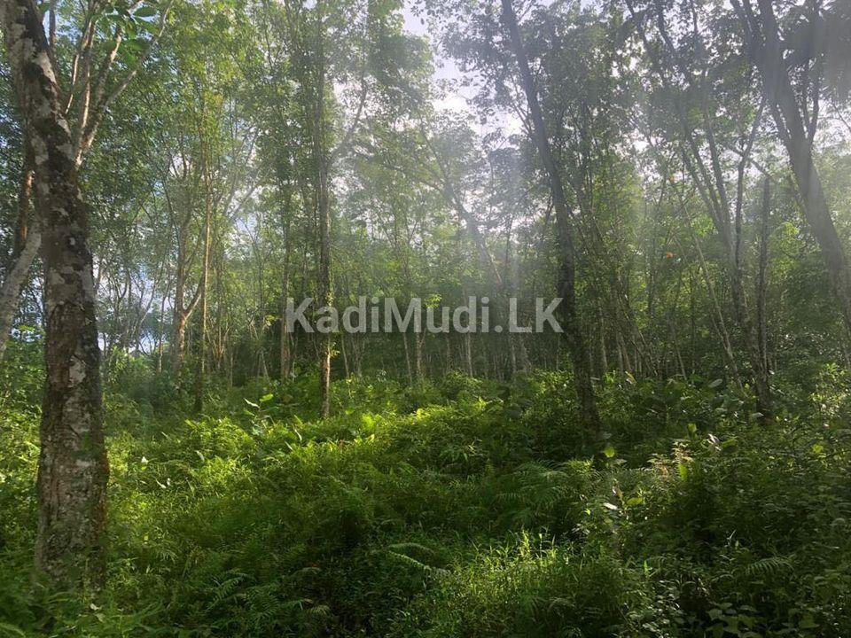 Rubber land for sale in deraniyagala