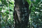 LAND FOR SALE(URGENT)