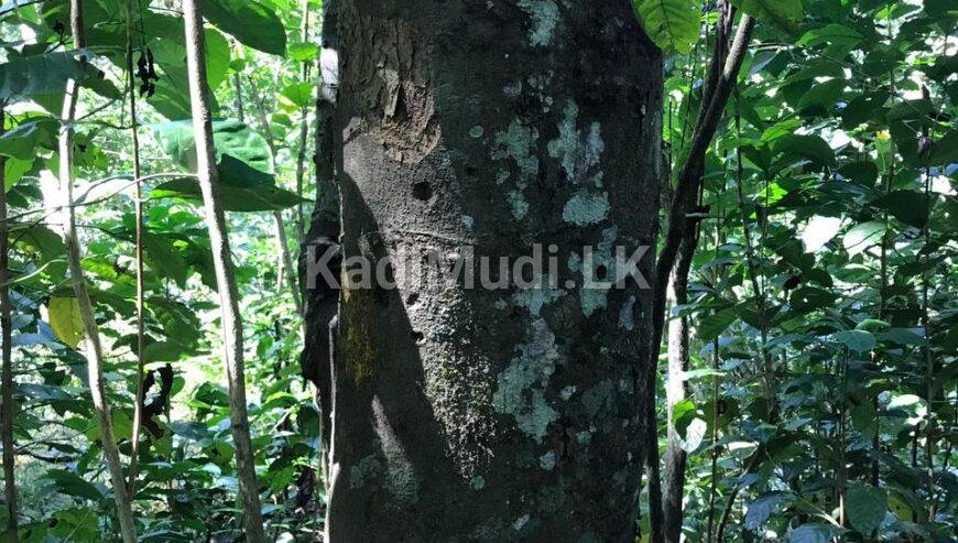 LAND FOR SALE(URGENT)