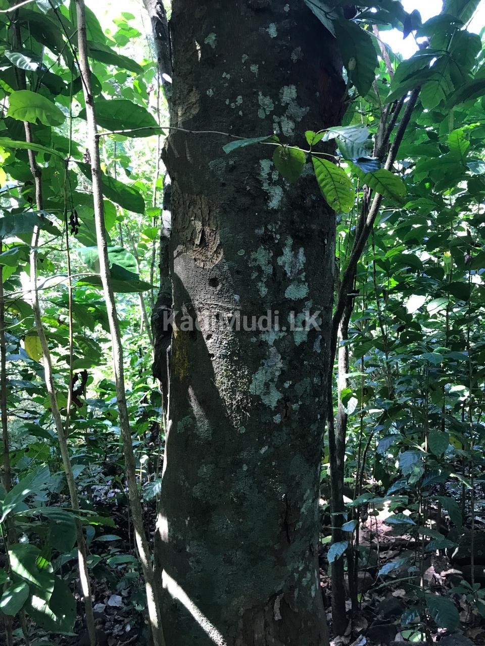 LAND FOR SALE(URGENT)