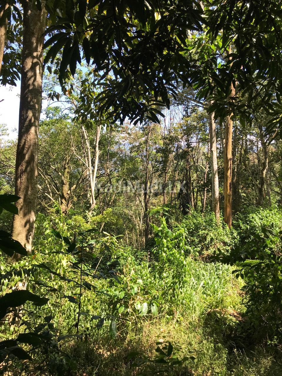 LAND FOR SALE(URGENT)