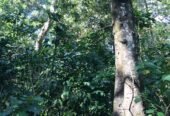 LAND FOR SALE(URGENT)