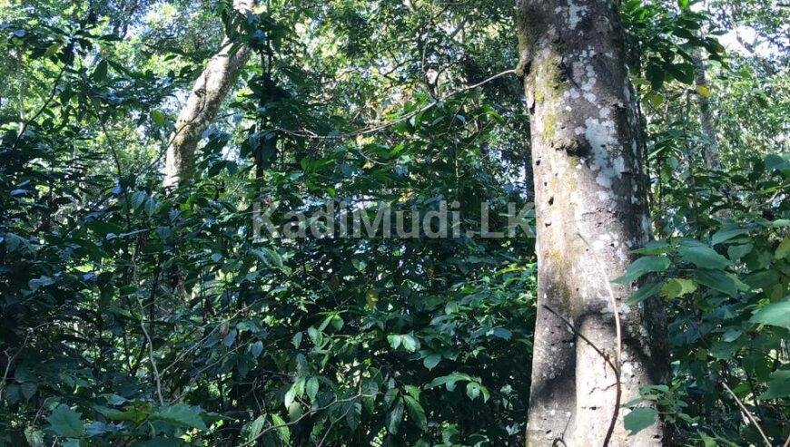 LAND FOR SALE(URGENT)