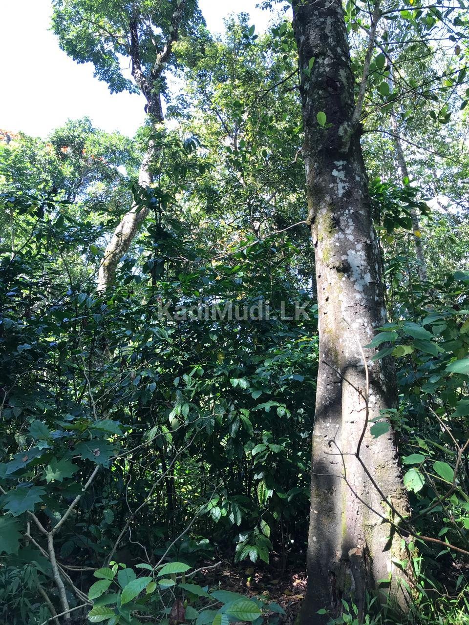 LAND FOR SALE(URGENT)