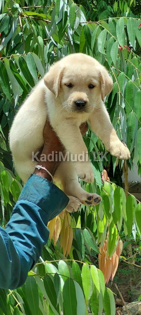 Healthy labrador male puppy
