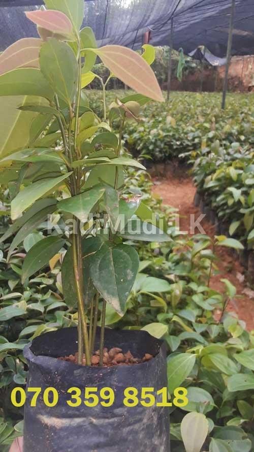 Cinnamon Plants for Sale (Kurudu Pela)