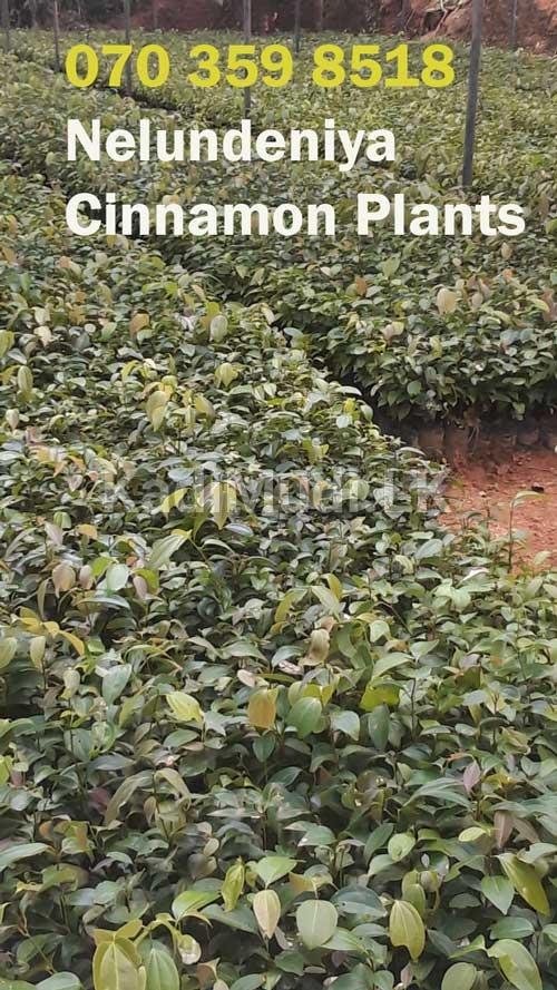 Cinnamon Plants for Sale (Kurudu Pela)