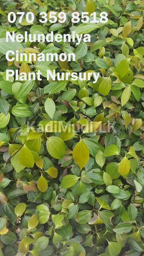 Cinnamon Plants for Sale (Kurudu Pela)