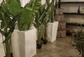 Commercial-Grade Fiberglass Planters in Sri Lanka