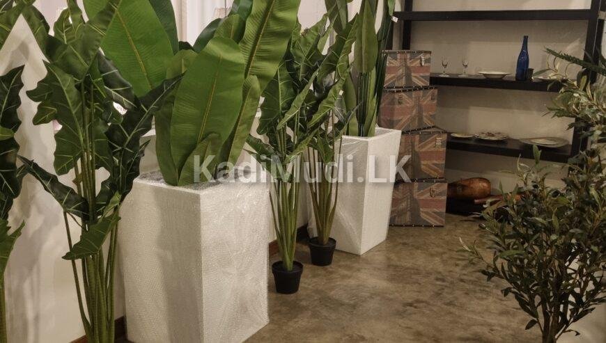 Commercial-Grade Fiberglass Planters in Sri Lanka