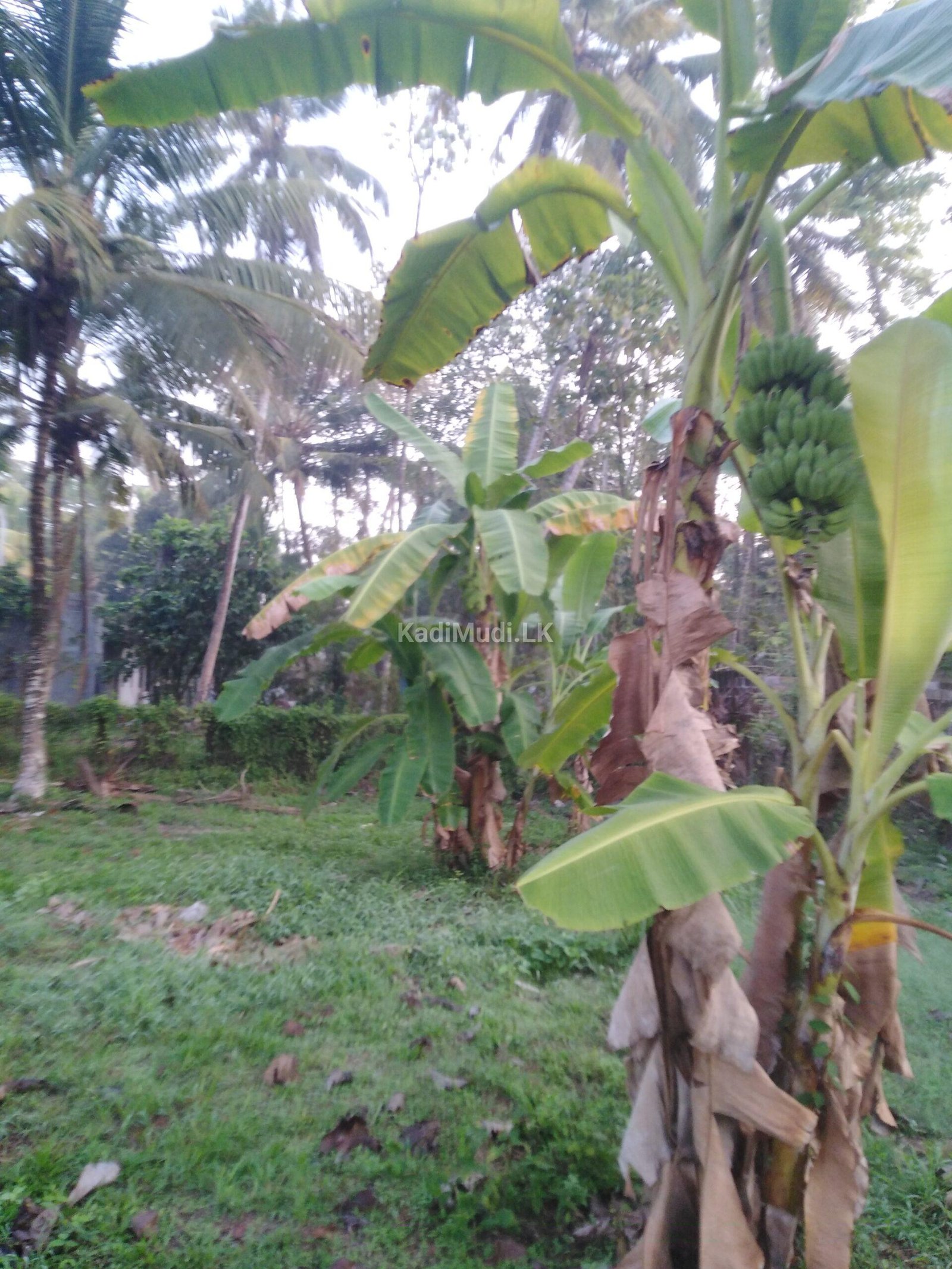 Land for sale in Marawila